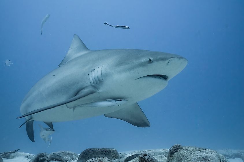 A bull shark (Carcharhinus leucas)