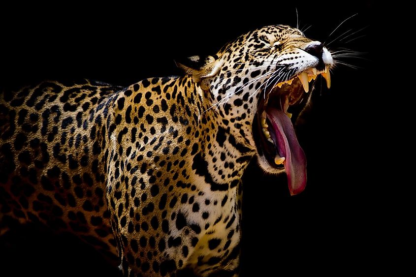 A jaguar showing its teeth.