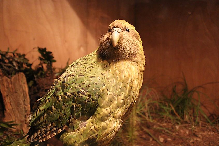 A kakapo (Strigops habroptilus)