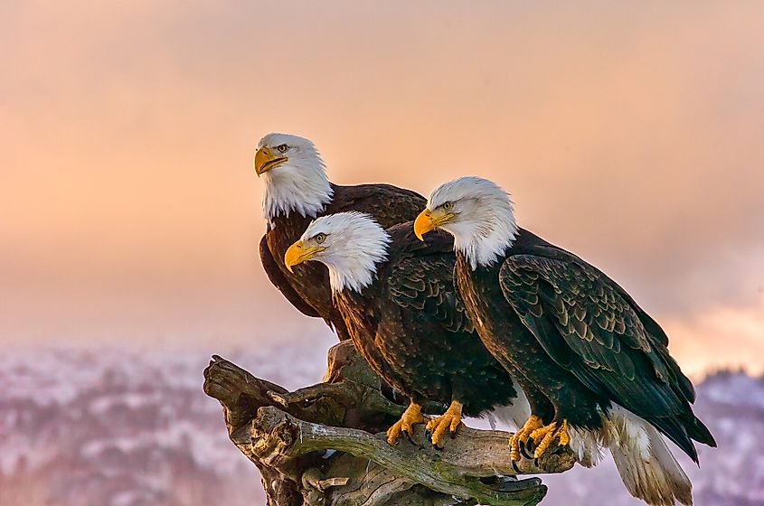 Three bald eagles perched on a rock.