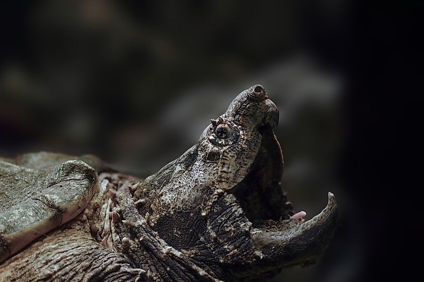 An alligator snapping turtle (Macrochelys temminckii)