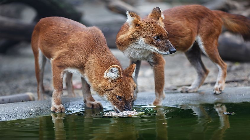 A red wolf standing in tall grass
