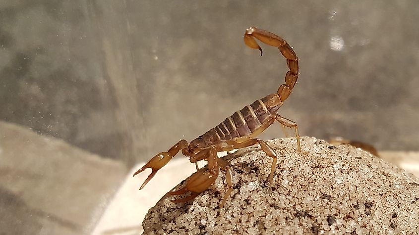 A northern scorpion (Paruroctonus boreus)