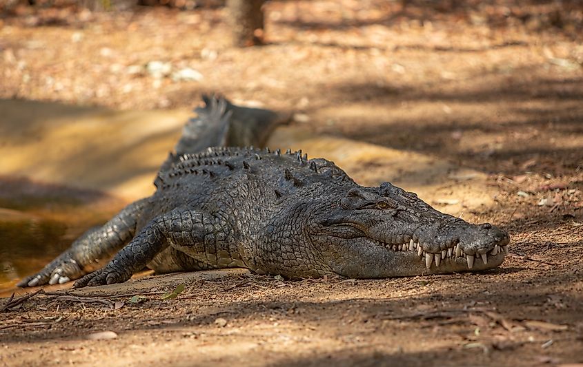 A saltwater crocodile (Crocodylus porosus)