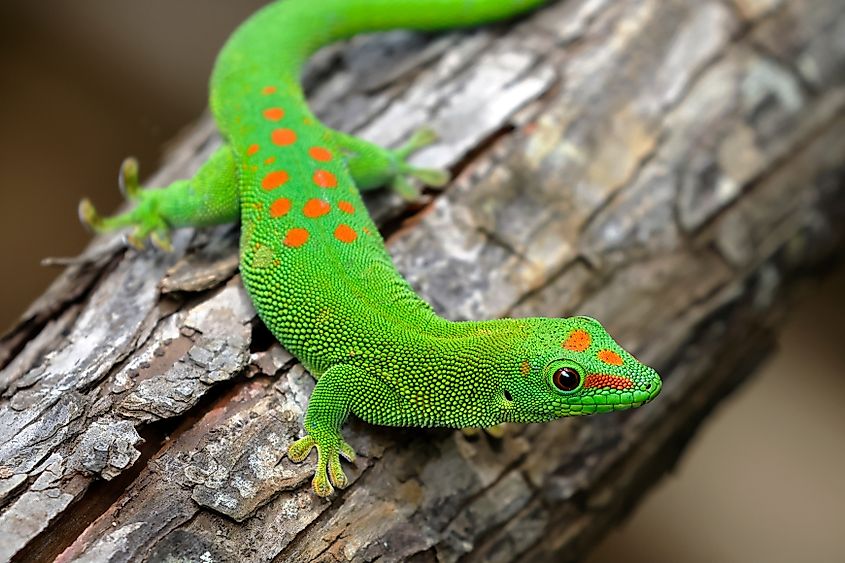 Madagascar Giant Day Gecko, Phelsuma madagascariensis grandis (Credit: Lubomir Dajc via Shutterstock)