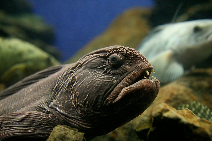 An Atlantic wolffish (Anarhichas lupus)