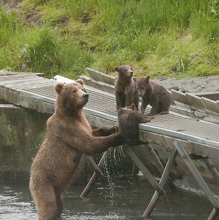 A grizzly bear with her cubs.