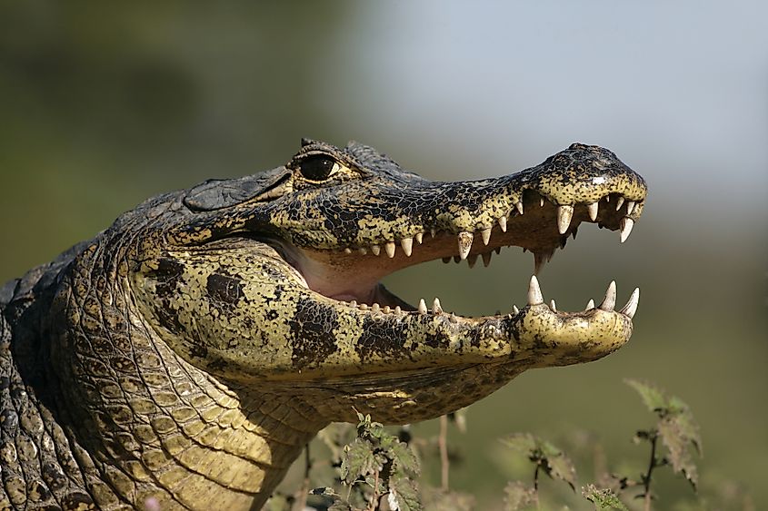 Spectacled caiman.
