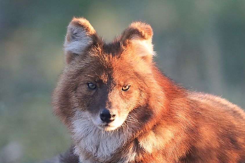 A dhole (Cuon alpinus)