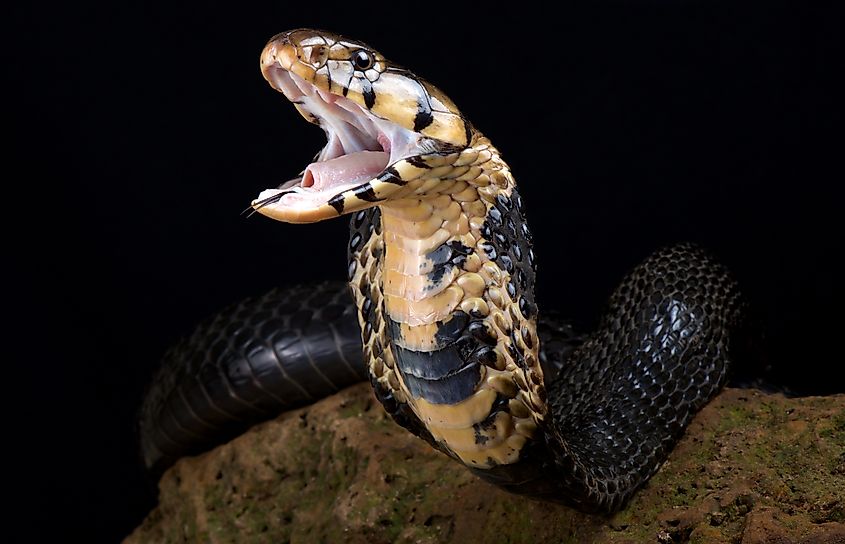 A forest cobra