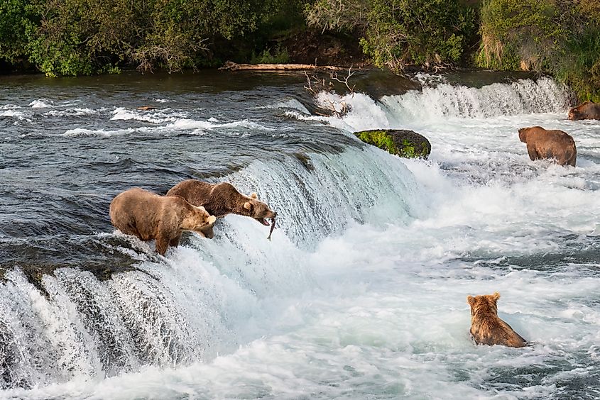 Brown bears fishing for salmon at Brooks Falls in the Katmai Wilderness, Alaska. Image credit: Janice Chen / Shutterstock