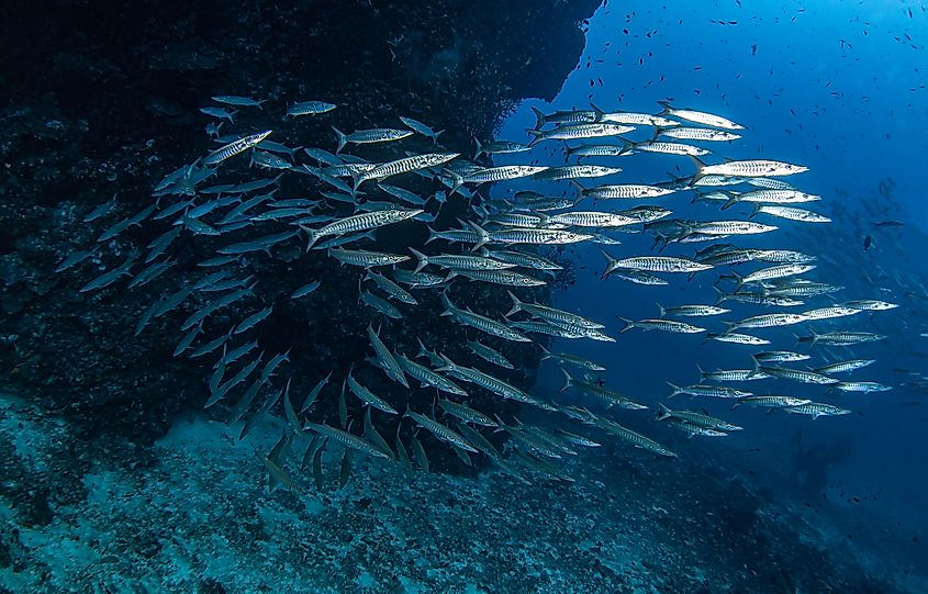 A group of barracuda swimming together in the ocean.