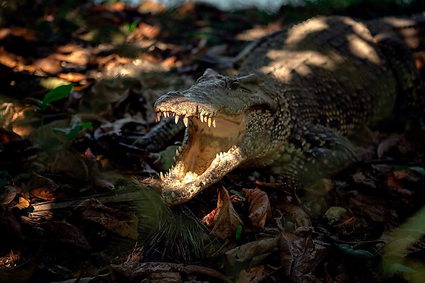 Cuban crocodile's mouth open, preparing for a snack.  Via Shutterstock / forevergrunge.