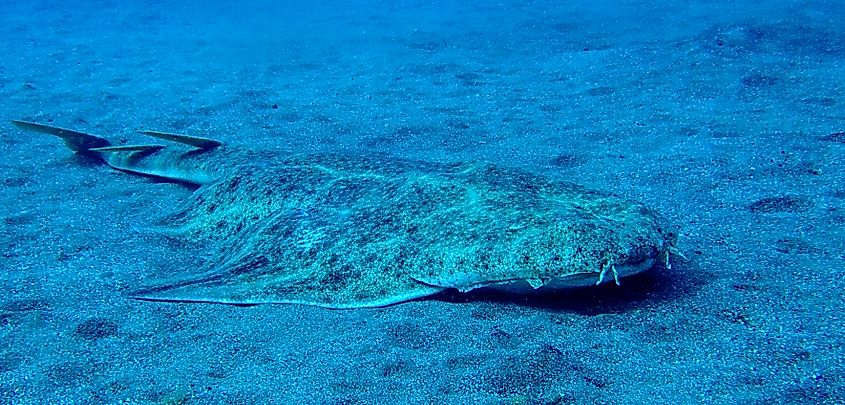 An angel shark (Squatina squatina) 