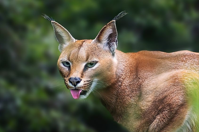 A caracal (Caracal caracal)