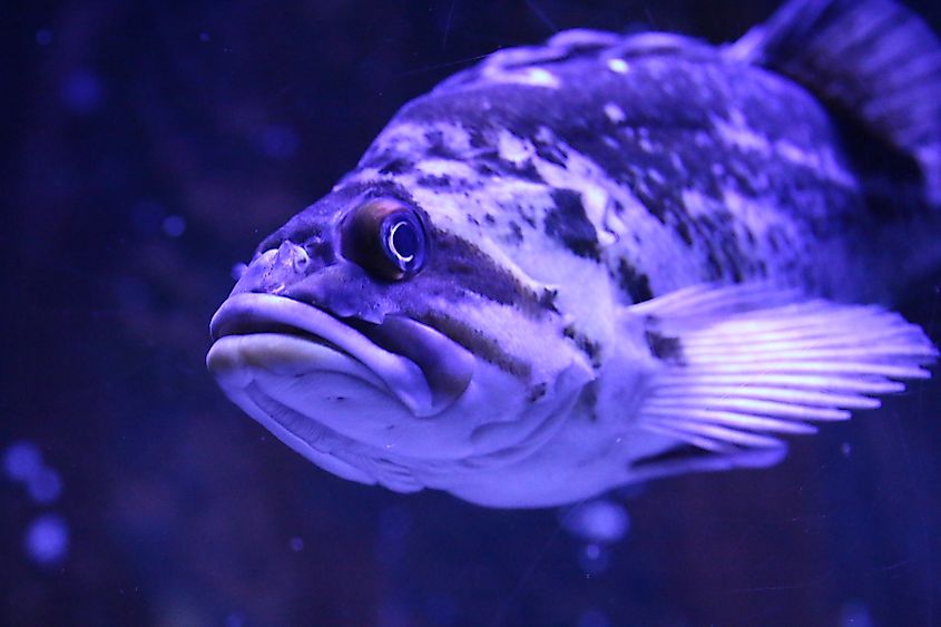A goliath grouper (Epinephelus itajara)