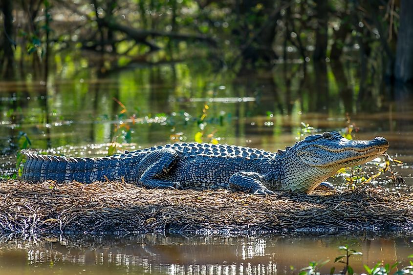An alligator in south Louisiana 