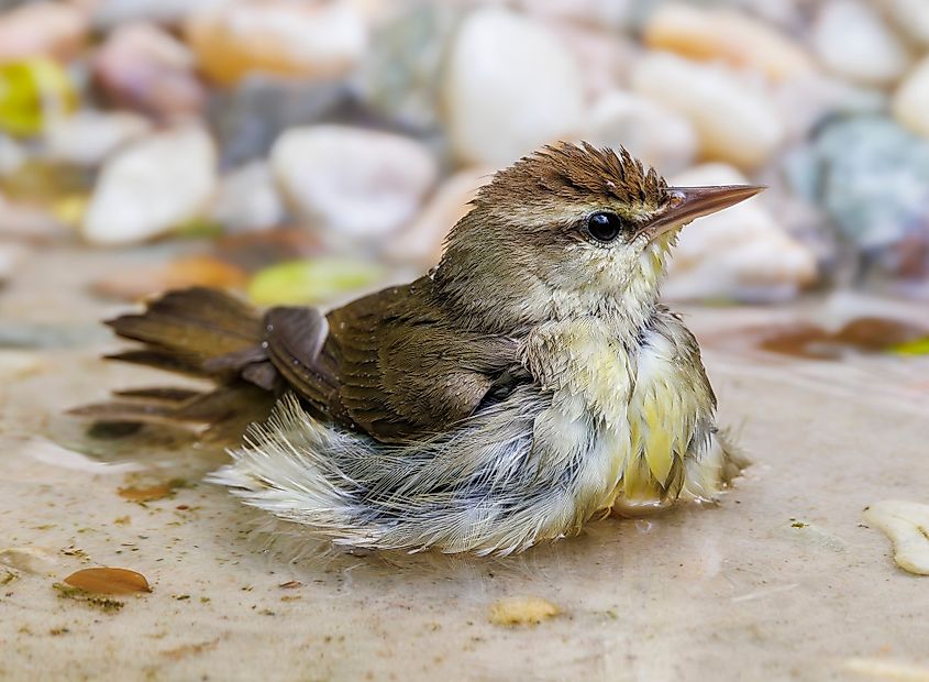 A Swainson's warbler (Limnothlypis swainsonii)