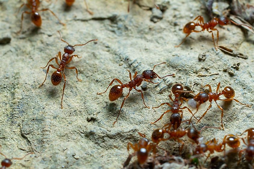 A group of fire ants actively foraging on a rough surface