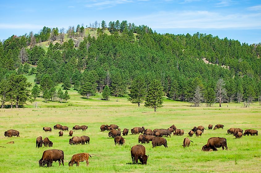 Wild Bison in Wind Cave National Park, South Dakota