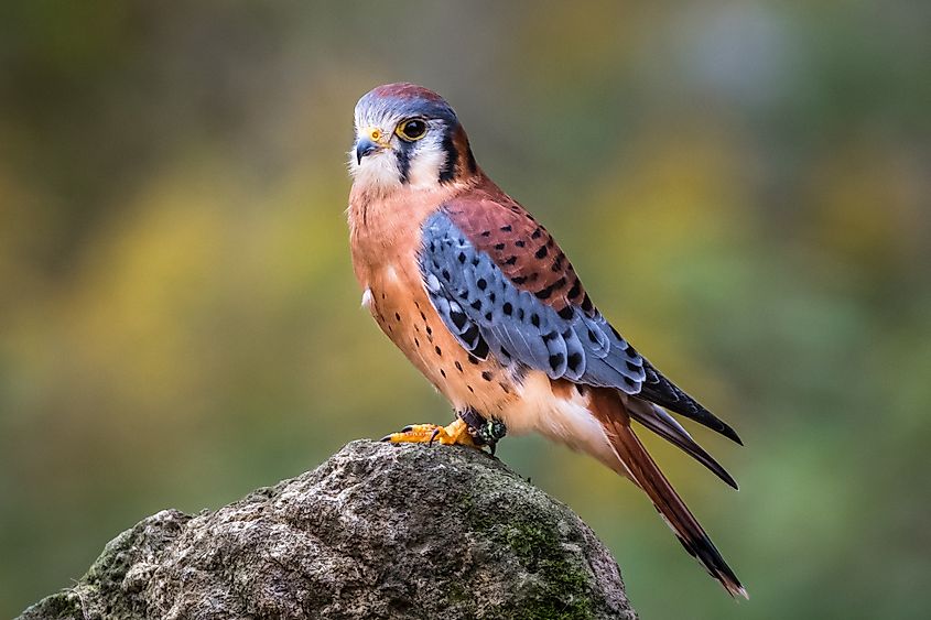 An American kestrel (Falco sparverius)