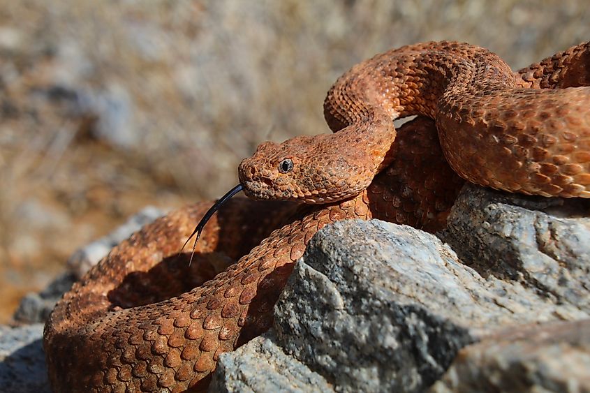 A speckled rattlesnake (Crotalus pyrrhus)