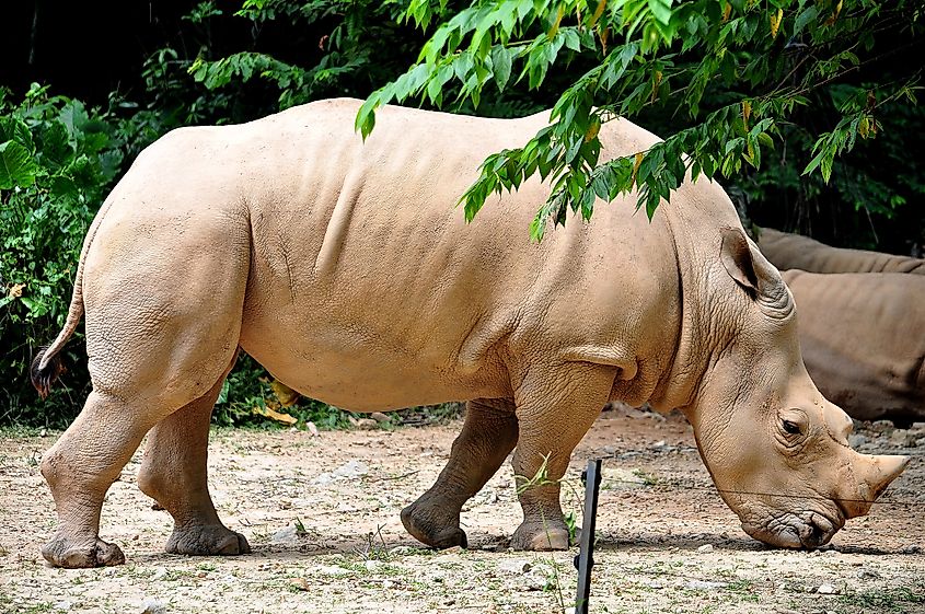 A Sumatran rhino (Dicerorhinus sumatrensis)
