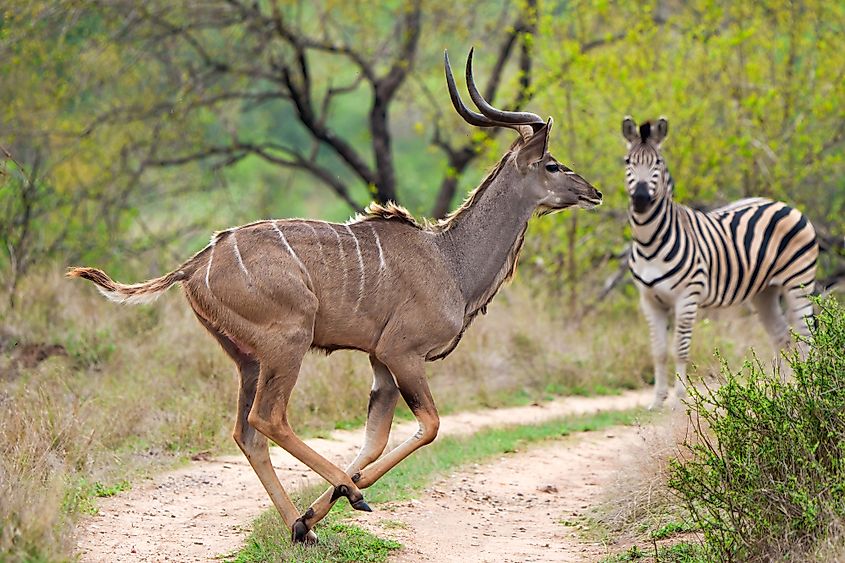 Greater kudu male galloping with a plains zebra or common zebra in the background at Mpumalanga, South Africa.