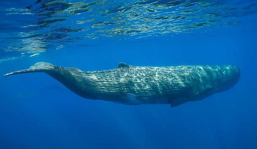 A Sperm whale (Physeter macrocephalus)