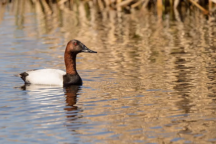 A canvasback (Aythya valisineria)