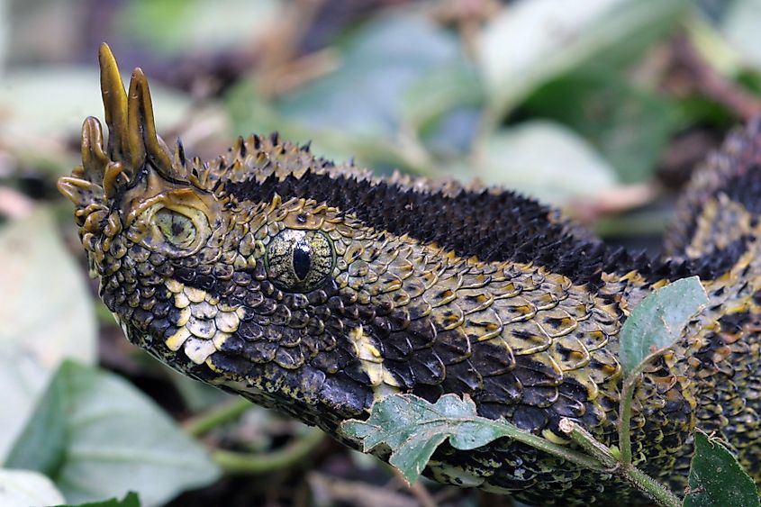 A rhinoceros viper (Bitis nasicornis)