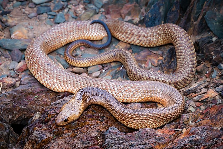 A mulga snake (Pseudechis australis)