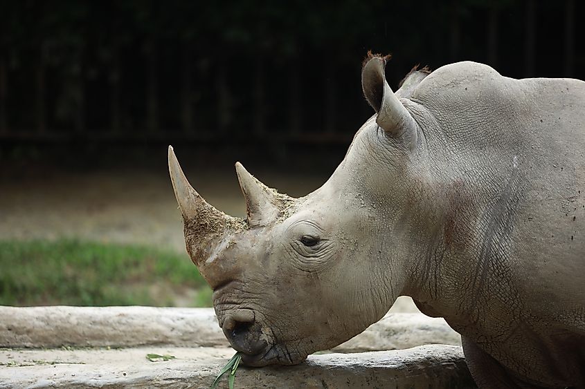 A Sumatran rhino (Dicerorhinus sumatrensis)