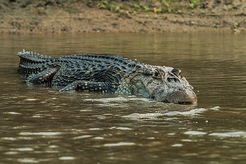 A black caiman (Melanosuchus niger)