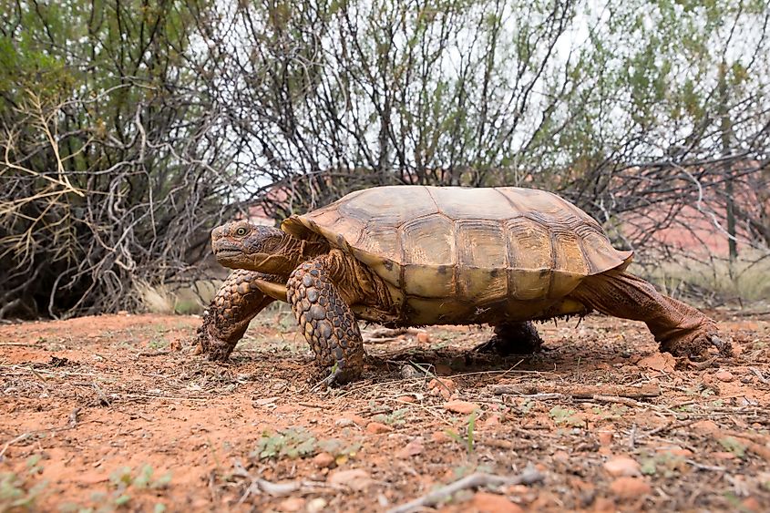 A desert tortoise in Snow Canyon State Park, Utah.