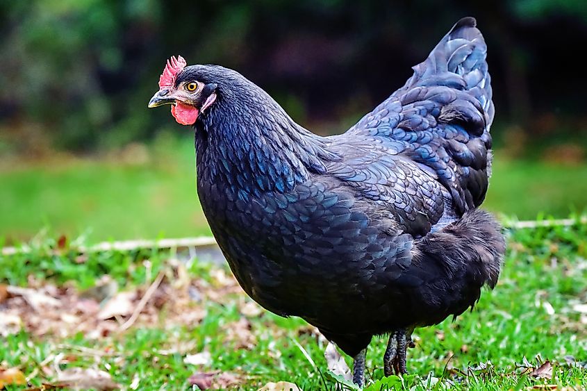 A blue hen