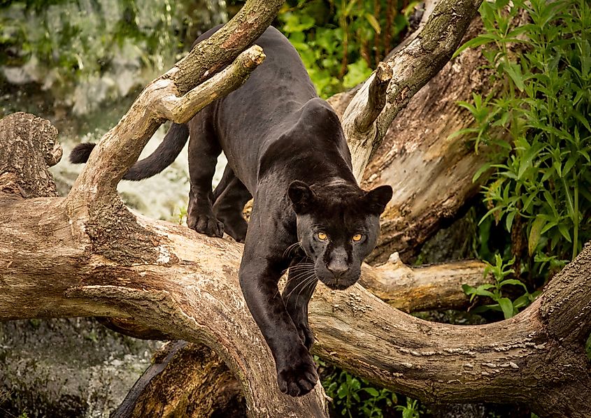 A black panther