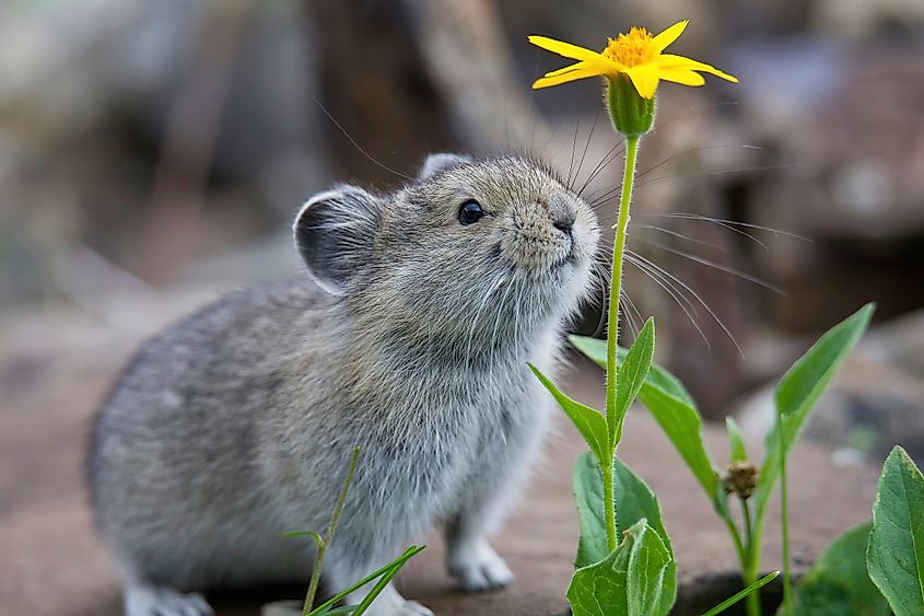 An American pika (Ochotona princeps)