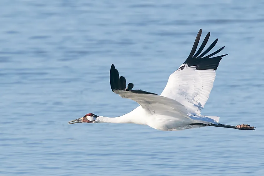 A whooping crane (Grus americana)