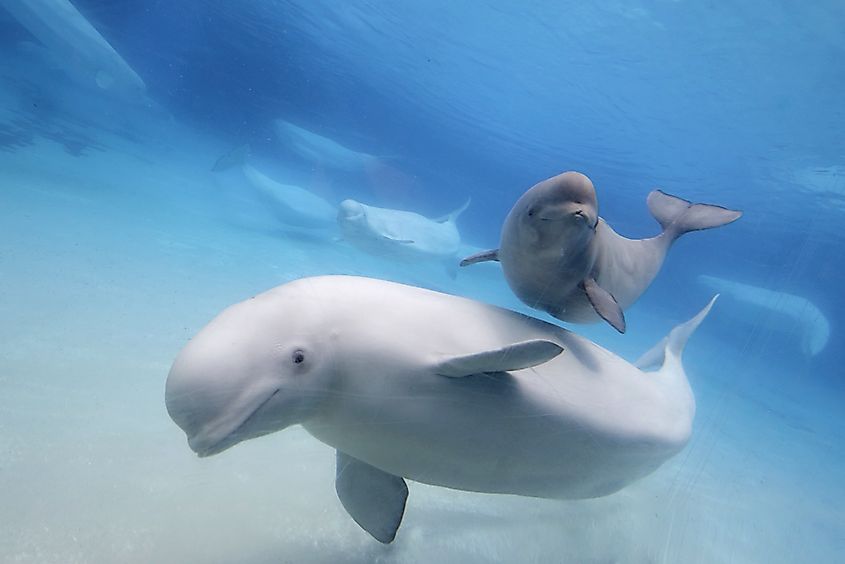 Adult and juvenile belugas. Via Shutterstock / Valeriy Karpeev