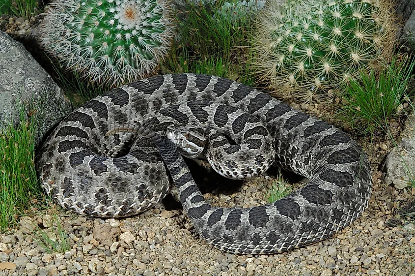 A Western Massasauga