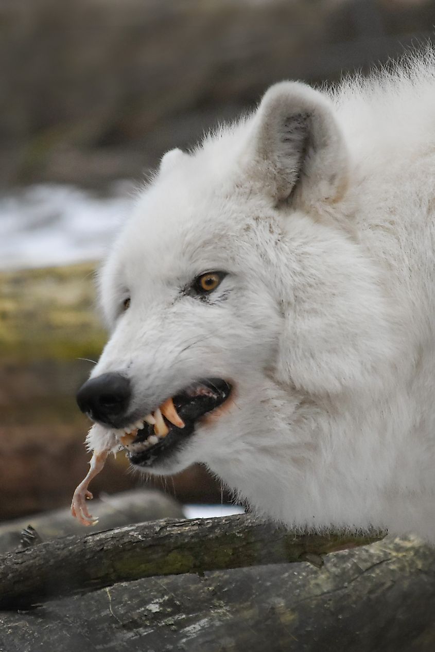 Arctic wolf close-up with prey.