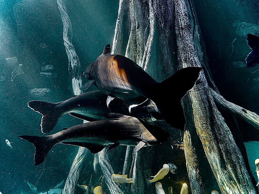 Three baby mako sharks swimming together