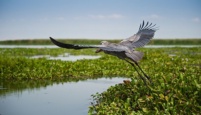 A shoebill flying over Lake Albert in Uganda