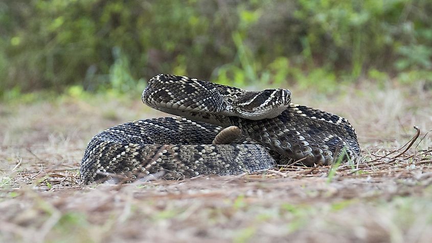 An eastern diamondback rattlesnake resting on the ground.