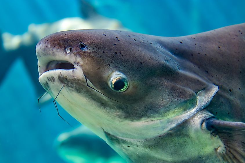 A Mekong giant catfish (Pangasianodon gigas)