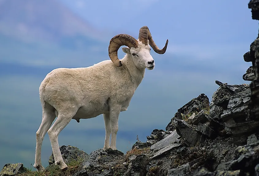 A dall sheep (Ovis dalli)