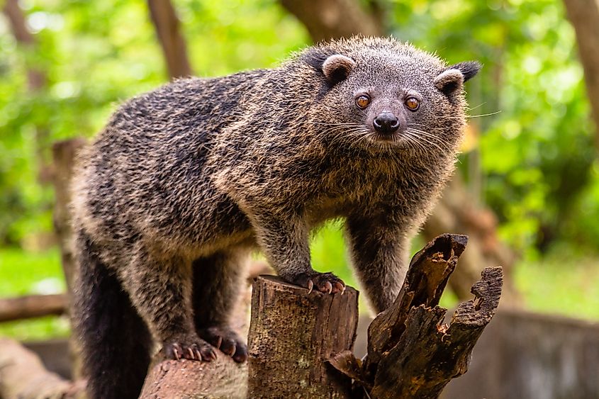 A binturong (Arctictis binturong)