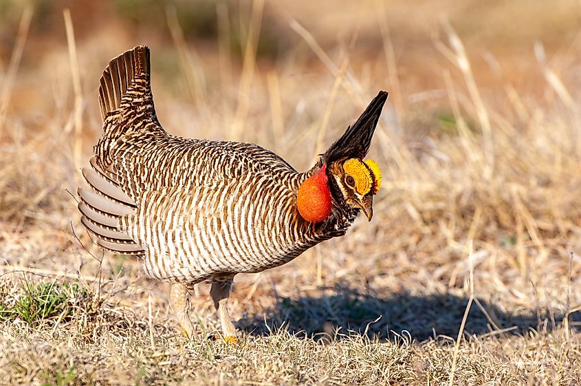 A lesser prairie-chicken (Tympanuchus pallidicinctus)