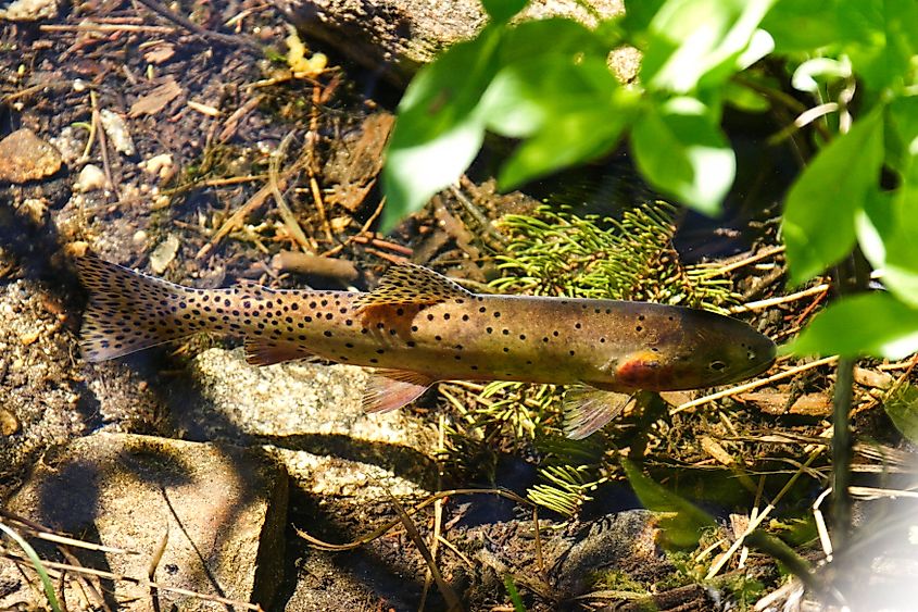 A greenback cutthroat trout (Oncorhynchus clarkii stomias)